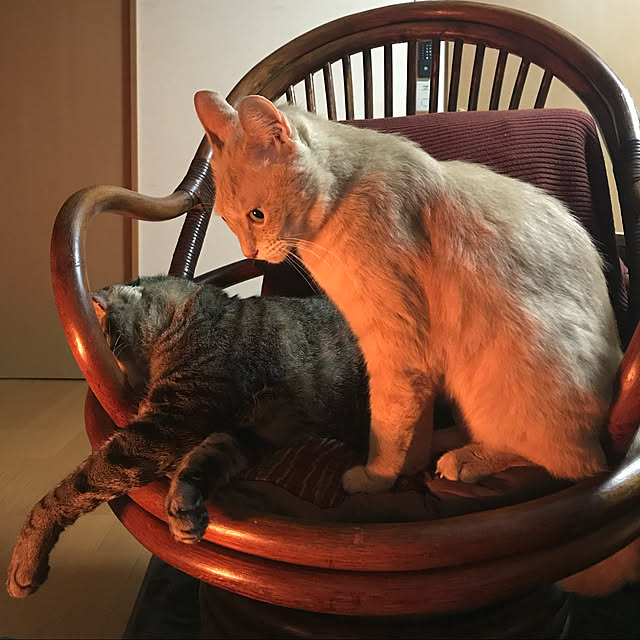 mikan161さんの実例写真
