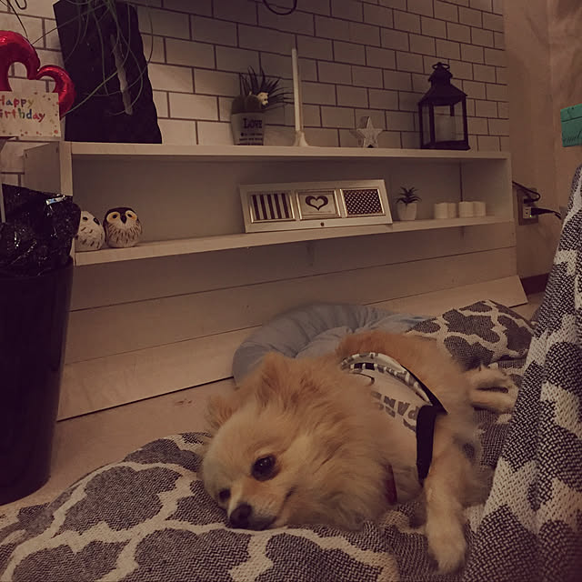chi-さんの実例写真