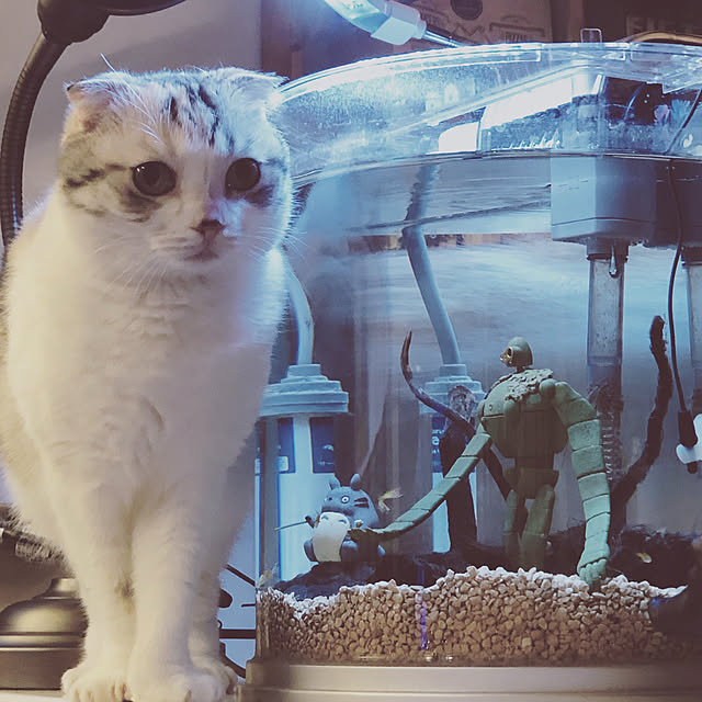 yokkochanさんの実例写真