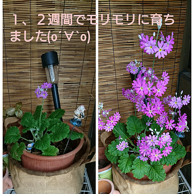 ameamekaasanさんの実例写真