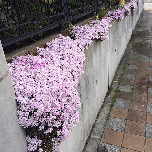 Momoさんの実例写真