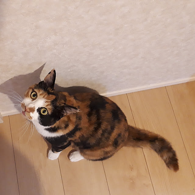 aiさんの実例写真