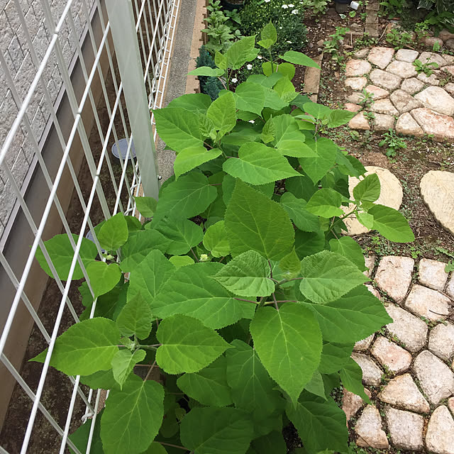 pikarunさんの実例写真