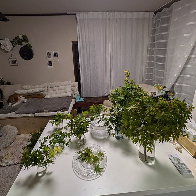ガーデニング/もみじ/もみじ選定/植物のある生活/楽しい時間...などのインテリア実例 - 2025-04-24 22:29:38