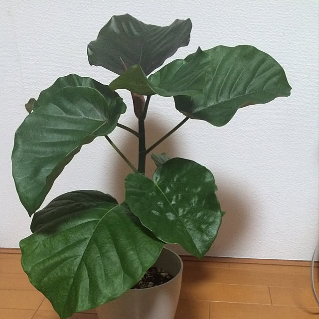 izumoamigoさんの実例写真