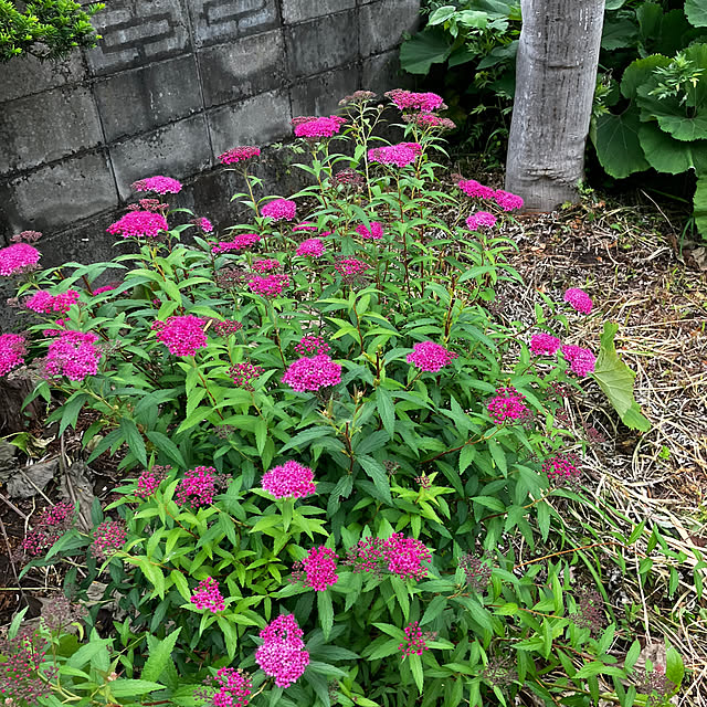 mottimoさんの部屋
