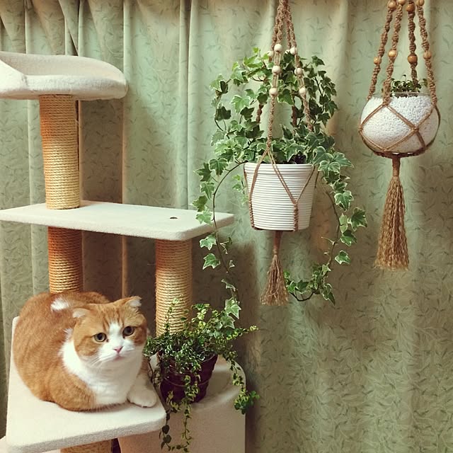 chirurunさんの実例写真