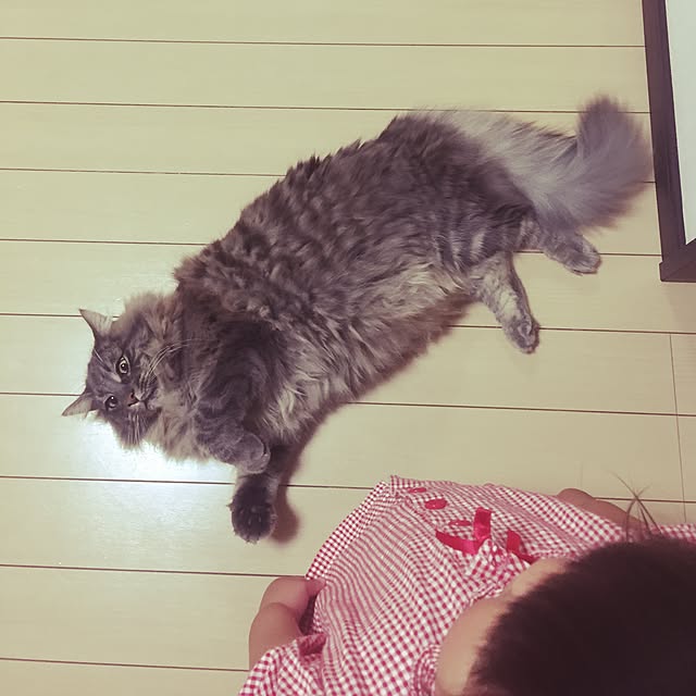 Ayakaさんの実例写真