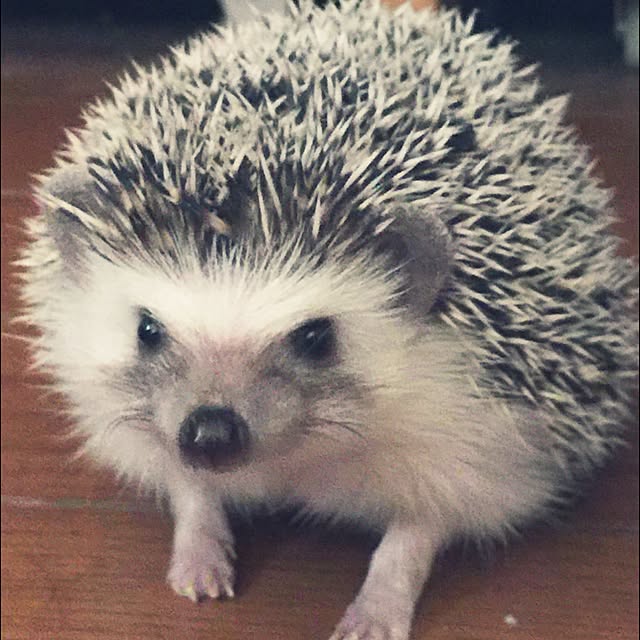 RURULOVEさんの実例写真