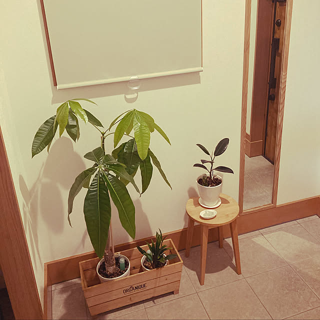 観葉植物/ナチュラル/玄関/入り口のインテリア実例 - 2021-07-28 21:29:48