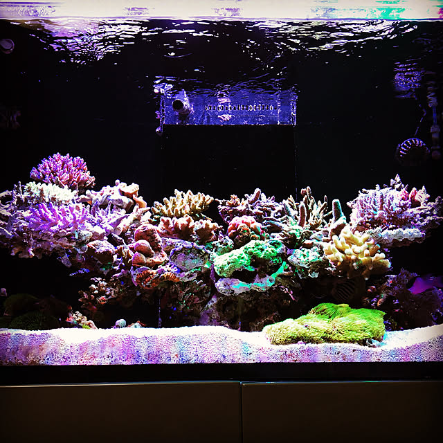 aquarium_seaさんの実例写真