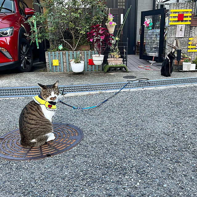 jijiさんの実例写真