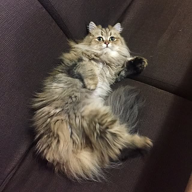 butachanさんの実例写真