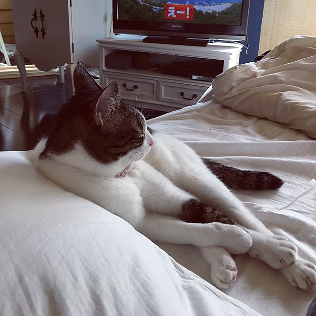 Shihoさんの実例写真