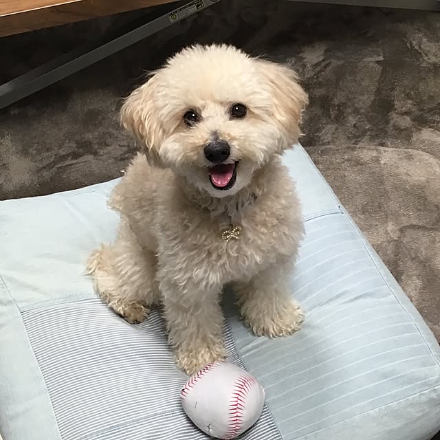 noconocoさんの実例写真
