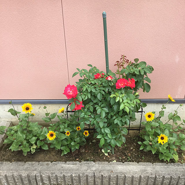 kakoさんの実例写真