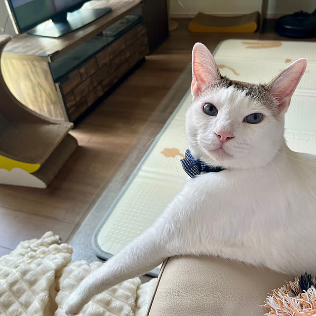 Misakiさんの実例写真