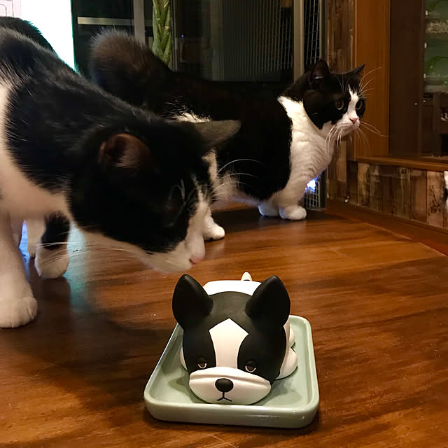 butachanさんの実例写真