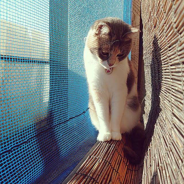 fukuさんの実例写真