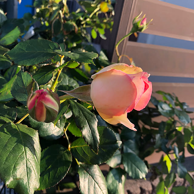 CoffeeHouseさんの部屋