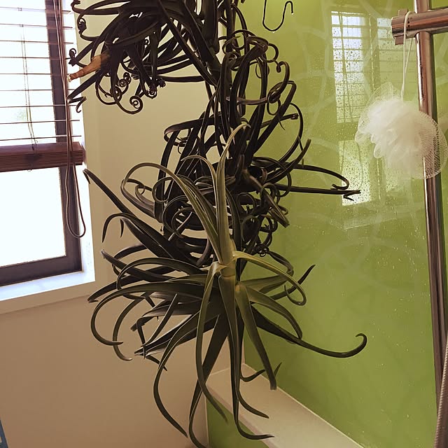 S-Tillandsiaさんの実例写真