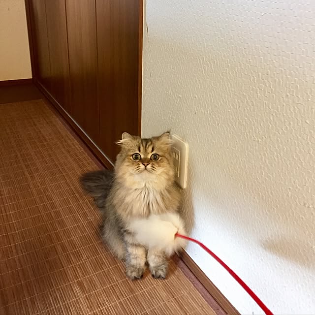 butachanさんの実例写真