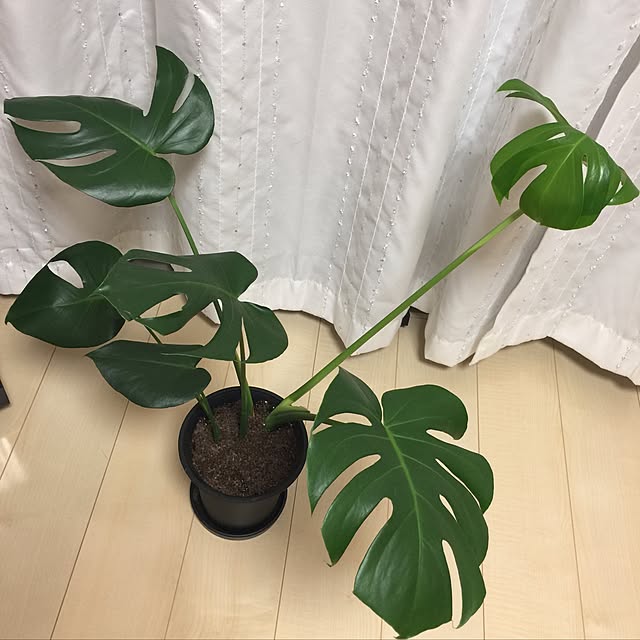 akosanさんの実例写真