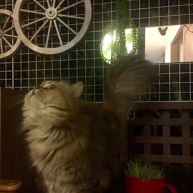 butachanさんの実例写真