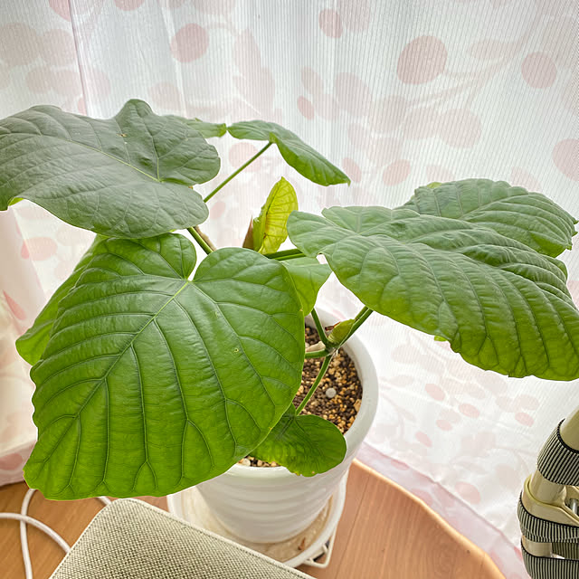 yumiさんの実例写真