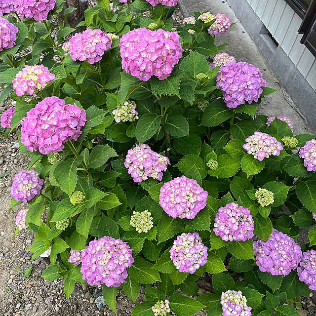 zabonzabonさんの部屋