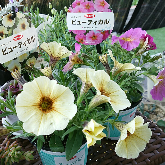 VIORAさんの実例写真