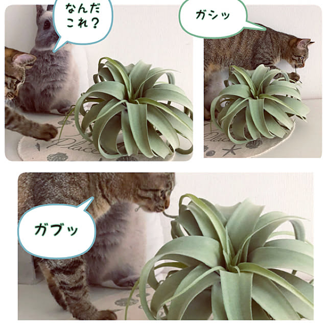 kusuttoさんの実例写真