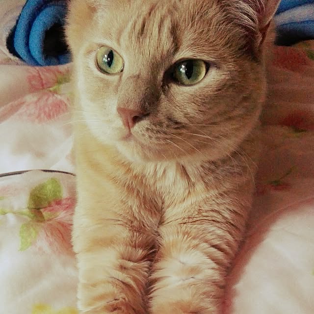 nana.maroさんの実例写真