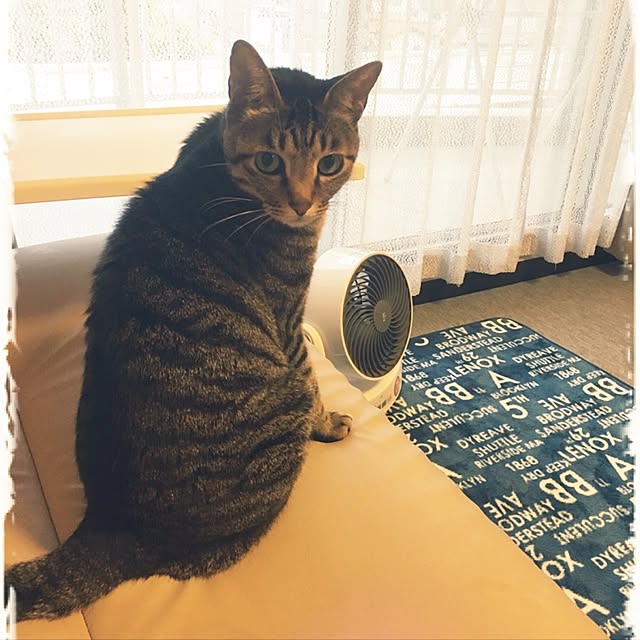 shigimiさんの実例写真
