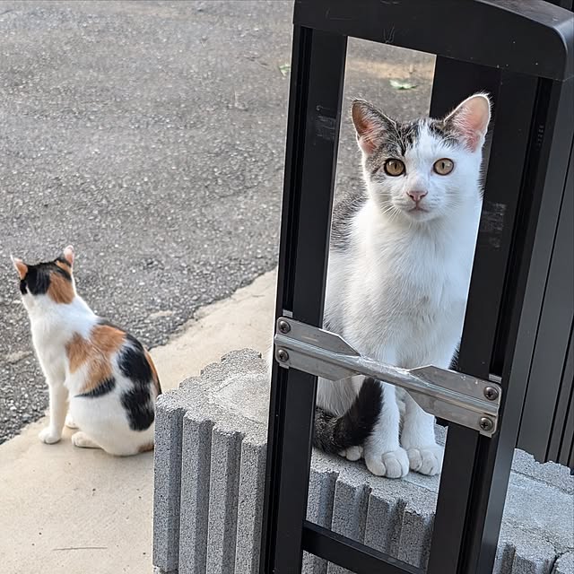 玄関/入り口/ねこ/門/ねこのいる暮らし/ねこのいる風景のインテリア実例 - 2024-10-17 19:58:08