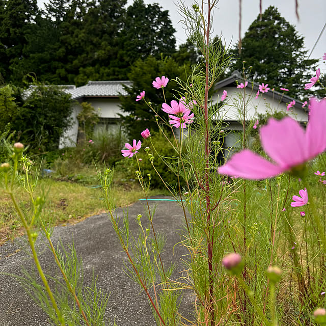 syutmmさんの実例写真