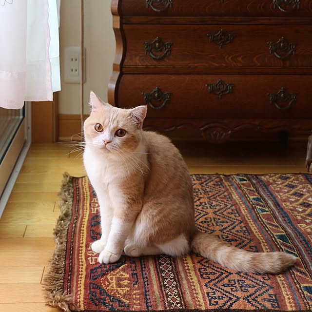 rekomamaさんの実例写真
