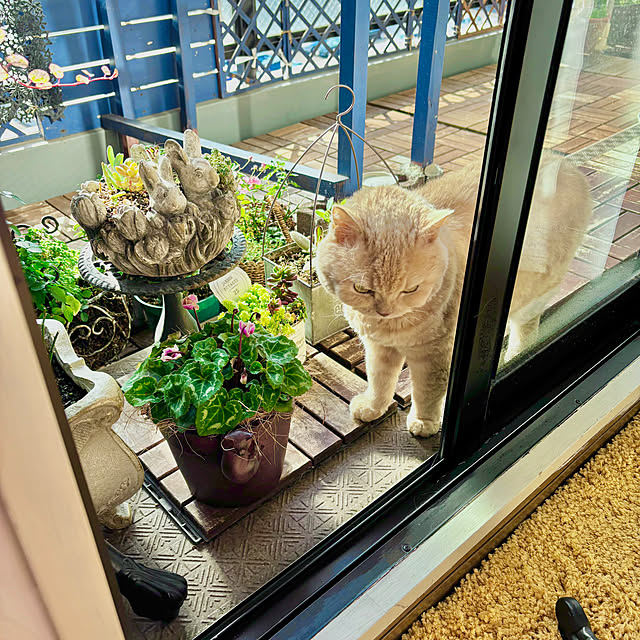 naokoさんの実例写真