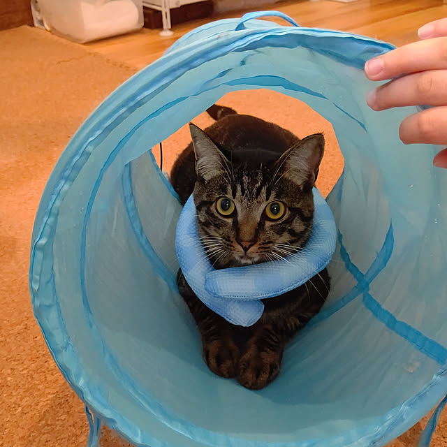 hihaさんの実例写真