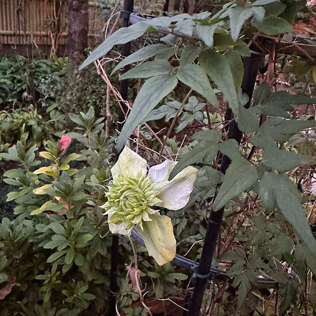 mamizaさんの部屋