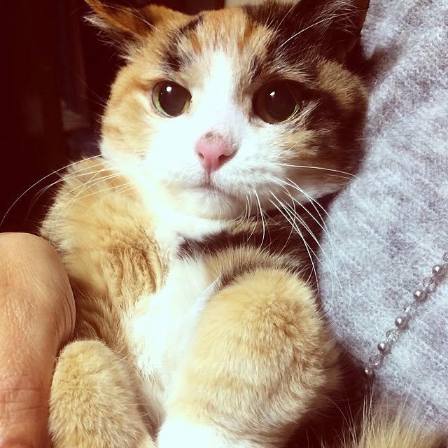 Nyaさんの実例写真