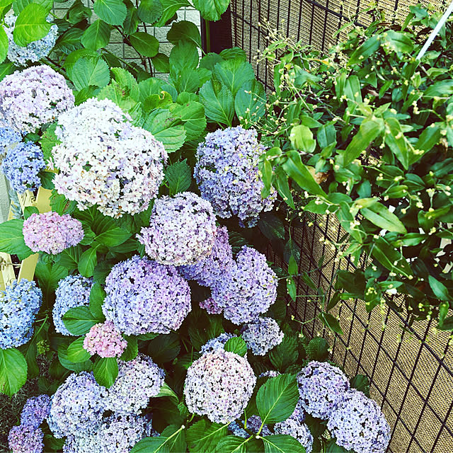 haru._.hanaさんの実例写真
