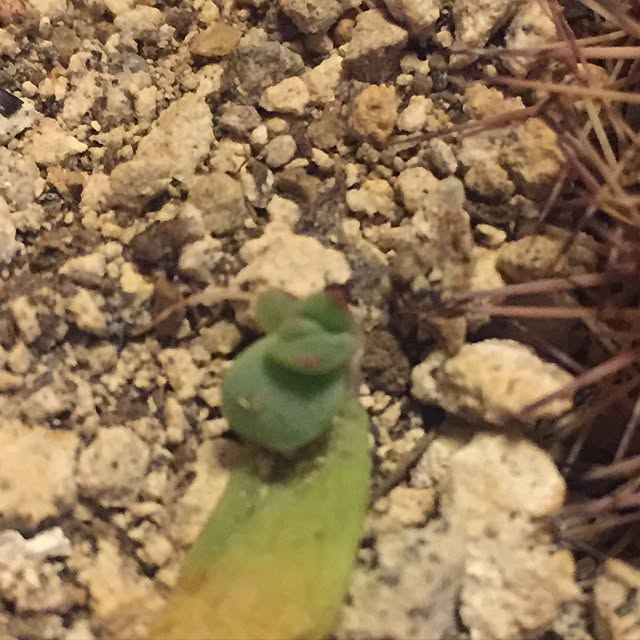 natuumi12さんの実例写真
