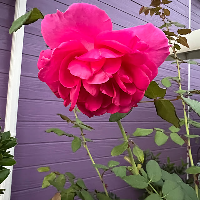 AYUKOさんの実例写真