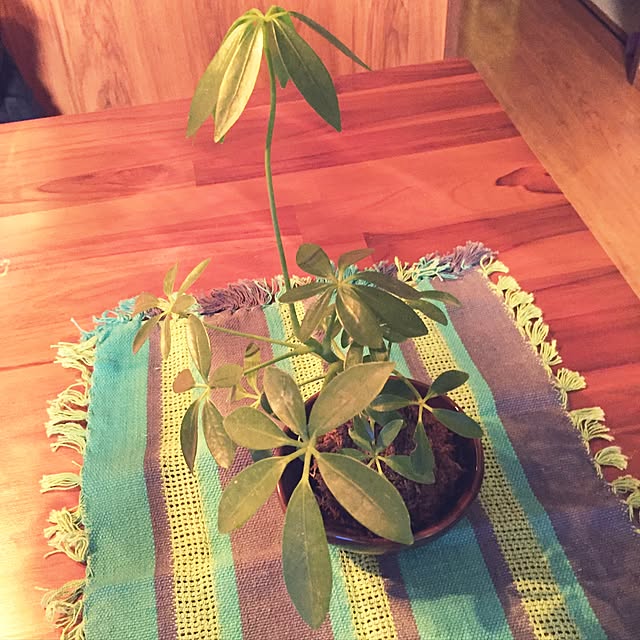 manaさんの実例写真