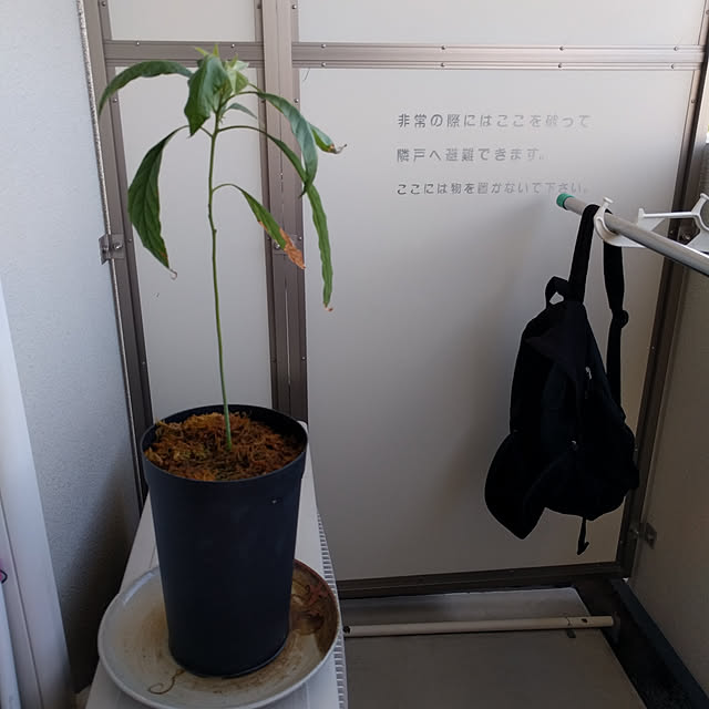 mayuさんの実例写真