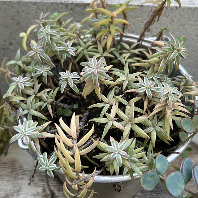 Sayasseさんの部屋