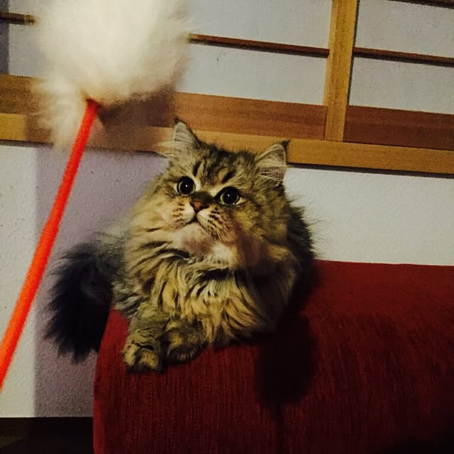butachanさんの実例写真