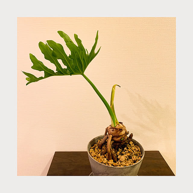 himuruさんの実例写真