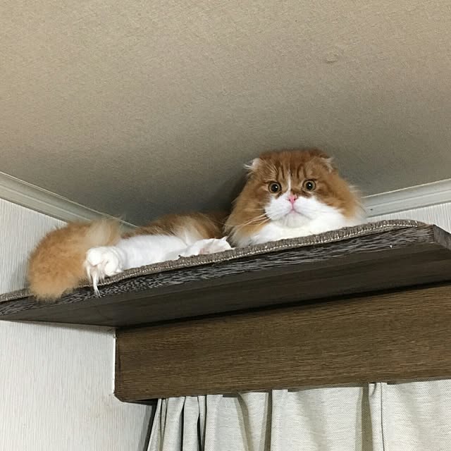 micyukoさんの実例写真